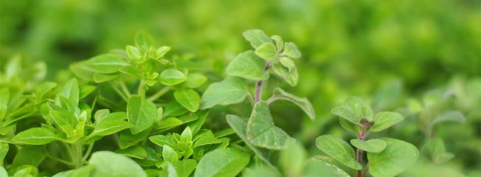 Slider Biomarkt Greger Kassel